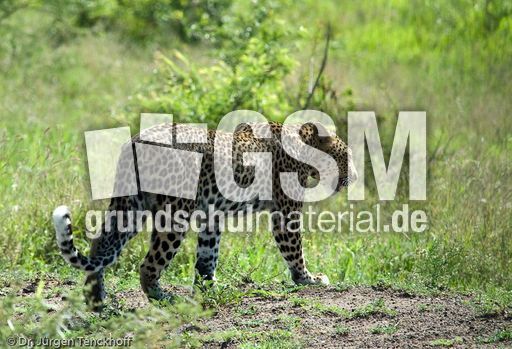 leopard (59 von 60).jpg